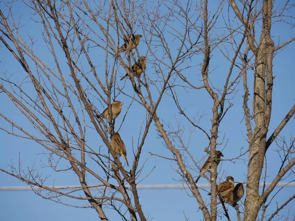 Dalları Kuşlarla Kaplı Yapraksız Bir Ağacın Kırpılmış Görüntüsü — Stok fotoğraf