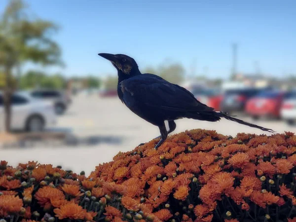 Zurück Vogel Hockte Auf Einem Bündel Von Geschnittenen Chrysanthemen — Stockfoto