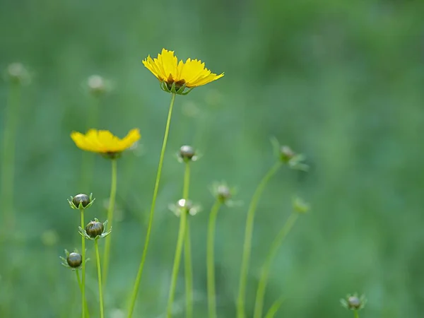 Yan Görüş Orta Geniş Açı Küçük Sarı Çiçekler — Stok fotoğraf