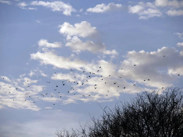 Σμήνη Πουλιών Που Πετούν Στον Ουρανό Άσπρα Βαμβακερά Σύννεφα Στο — Φωτογραφία Αρχείου