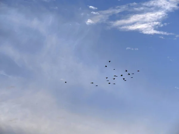 Bandada Aves Volando Distancia Cielo Azul Nublado Fondo —  Fotos de Stock