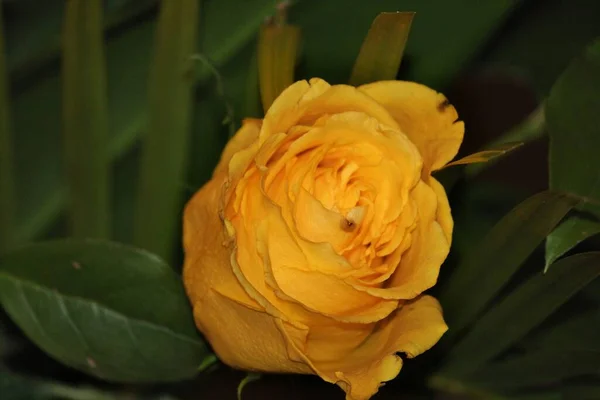Крупный План Жёлтой Розы — стоковое фото