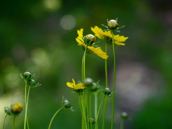 Πλευρική Άποψη Κοντινό Πλάνο Μικρών Κίτρινων Λουλουδιών — Φωτογραφία Αρχείου