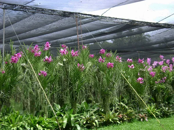 Кластеры Фиолетовых Цветов Орхидей Растущих Теплице — стоковое фото