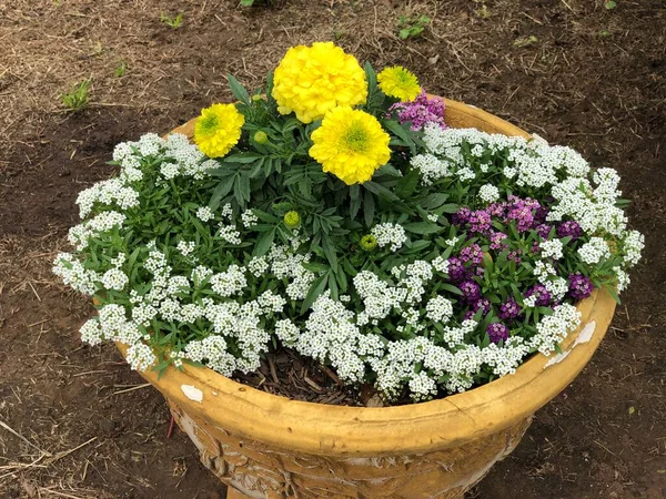 Квіти Чорнобривців Оточенні Маленьких Білих Фіолетових Бум Плантаторі — стокове фото