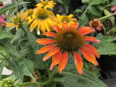 Portakal kabuklusu, Echinacea purpurea, bahçede.