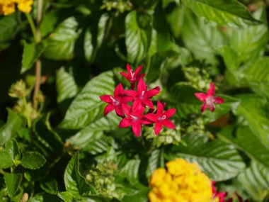 Bahçede açan kırmızı Ixora kakusinea çiçeği