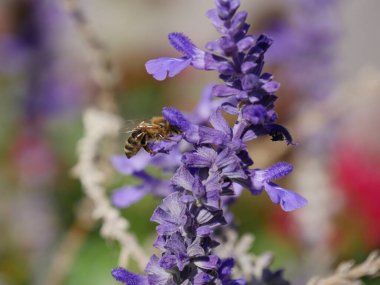 Bahçedeki lavanta çiçeğinin üstündeki arı. Sığ alan derinliği.