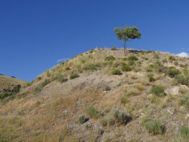 Wyoming 'deki bir tepede büyüyen yalnız ve genç bir ağaç.