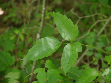 Ormandaki zehirli sarmaşık yapraklarına odaklanın. 