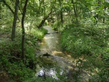 Nehrin temiz akan suları yemyeşil bir ormanda