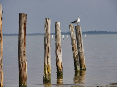Denizde tahta direkler ve bir direğin tepesine tünemiş bir kuş.