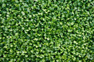 Floating water plant texture for background. Top view.