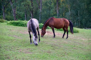 Horses grazing on a green meadow by the forest