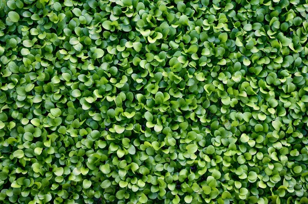 Floating water plant texture for background. Top view.