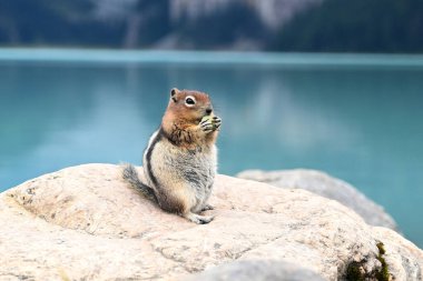 Louise Gölü yakınlarında bir sincap. Kanada yaban hayatı. Banff Ulusal Parkı