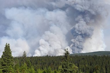 Vahşi ateş. Ormanın üstündeki gökyüzünde yükselen bir yangından çıkan duman.