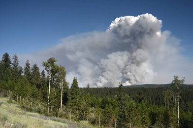 Kanada 'da büyük bir yangın. Ormanın üstündeki gökyüzünde yükselen bir yangından çıkan duman