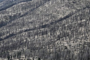 Yanan orman üstüne orman..