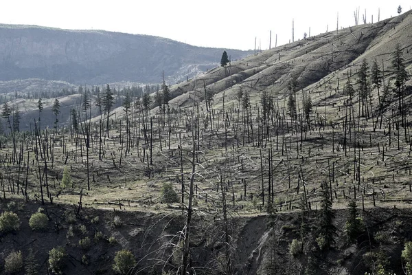 Floresta Queimada Após Incêndio Floresta Queimada Dramática Canadá — Fotografia de Stock