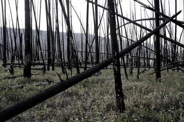 Floresta Queimada Após Incêndios Florestais — Fotografia de Stock