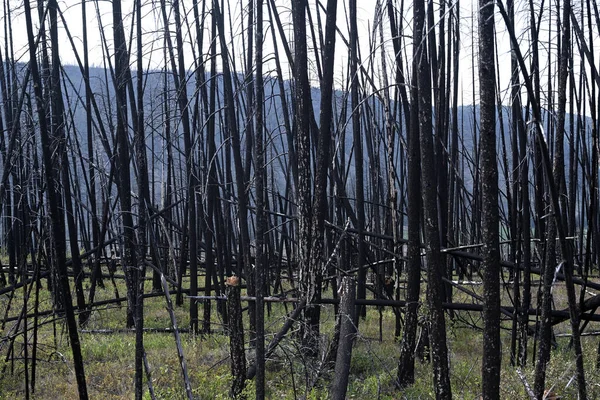 Floresta Queimada Após Incêndios Florestais — Fotografia de Stock