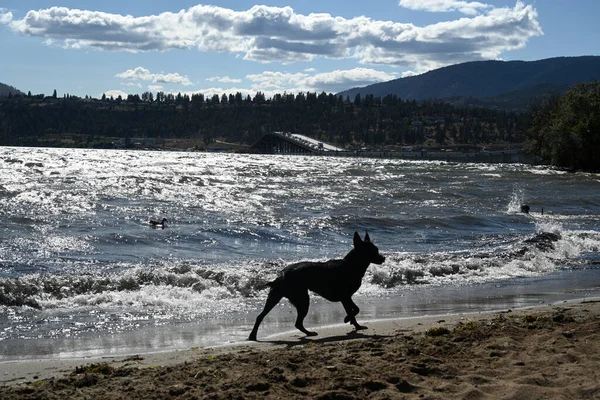 Dog Off-leash Beach. Dog the Lake Beach.