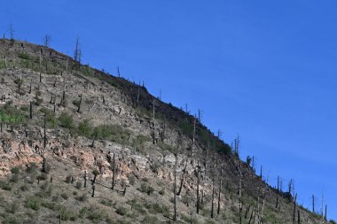 Yangın üstüne orman yaktı. Kanada 'da dramatik bir orman