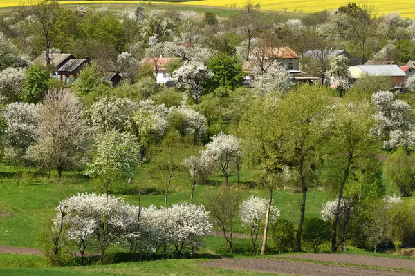 Εαρινό Αγροτικό Τοπίο Άνοιξη Στο Ουκρανικό Χωριό Φωτογραφία Αρχείου