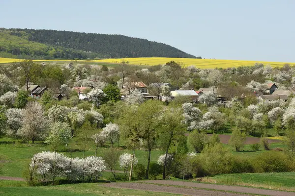 Pemandangan Pedesaan Musim Semi Musim Semi Desa Ukraina Stok Gambar