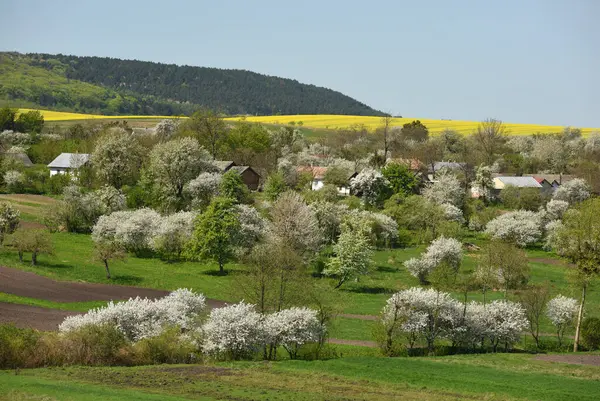Весняний Сільський Пейзаж Весна Українському Селі Стокове Зображення