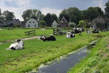 Zuiderwoude, Hollanda - 25 Ağustos 2024: Hollanda 'nın Kuzey Hollanda eyaletindeki Zuiderwoude köyünde otlaklar.