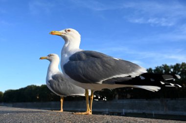 Martılar, kuşlar. Mavi gökyüzünün arka planına karşı martılar. Lari alt bölgesindeki Laridae familyasından martılar, martılar, martılar ve deniz kuşları.