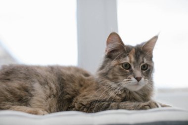 Maine Rakunu kedisi pencerenin arka planına karşı pencere pervazında bir şiltenin üzerinde yatıyor. Yakın plan..