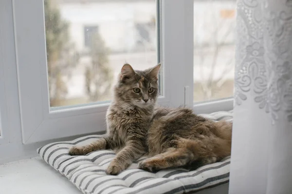 Maine Rakunu kedisi pencerenin arka planına karşı pencere pervazında bir şiltenin üzerinde yatıyor. Yakın plan..