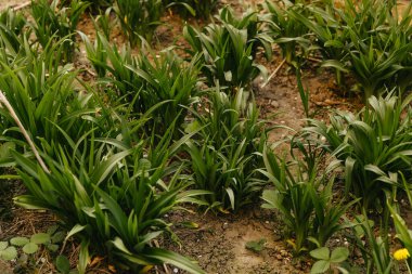 Bahçede çiçeksiz Lily çalıları.