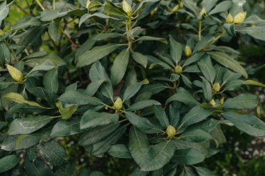 Tomurcuklu yakın tomurcuklu Rhododendron. Kapat.. 