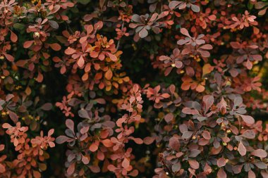 Kırmızı böğürtlen çalısı. Arka plan. Kapatın.. 