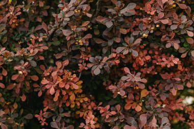 Kırmızı böğürtlen çalısı. Arka plan. Kapatın.. 