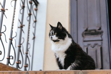 Evin ön kapısının eşiğinde siyah beyaz bir kedi oturuyor..