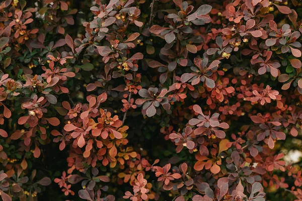Roter Berberitzenbusch Hintergrund Nahaufnahme — Stockfoto