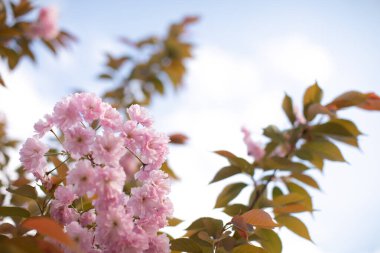 Gökyüzüne karşı çiçek açan pembe sakura.. 