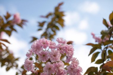 Gökyüzüne karşı çiçek açan pembe sakura.. 