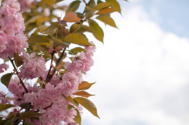 Gökyüzüne karşı çiçek açan pembe sakura.. 