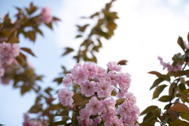 Gökyüzüne karşı çiçek açan pembe sakura.. 