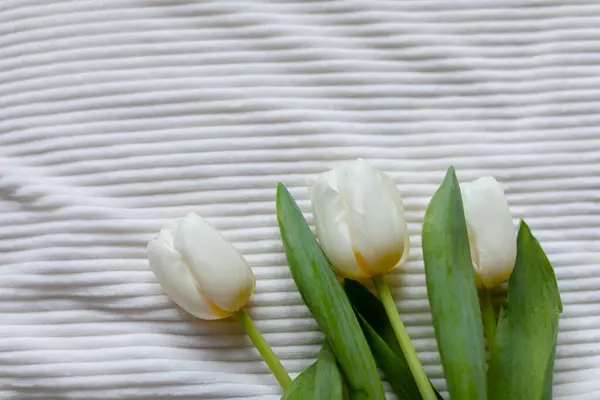 Tre Tulipani Coperta Bianca Vista Dall Alto — Foto Stock