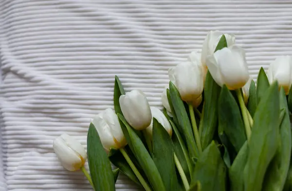 담요에 튤립의 아침에 침대에 튤립의 꽃다발 로열티 프리 스톡 사진
