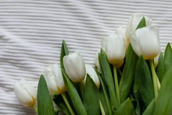 담요에 튤립의 아침에 침대에 튤립의 꽃다발 스톡 사진