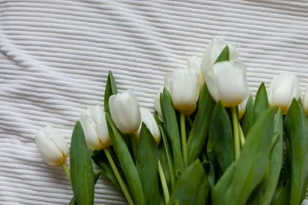 담요에 튤립의 아침에 침대에 튤립의 꽃다발 스톡 사진