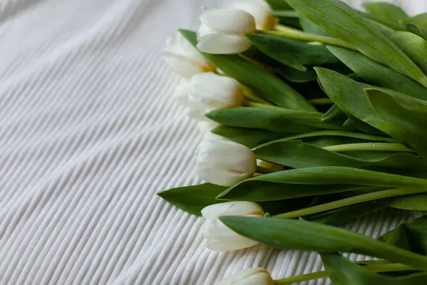담요에 튤립의 아침에 침대에 튤립의 꽃다발 로열티 프리 스톡 이미지